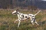 DALMATIEN 449